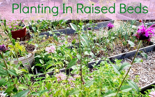 planting in  a raised bed