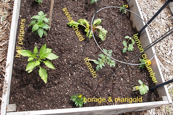 Image of Tomatoes and peppers planted in a raised bed