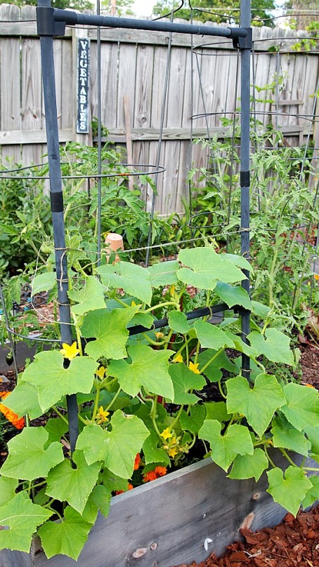 My 2013 Vegetable Garden Part 1 - A Cultivated Nest