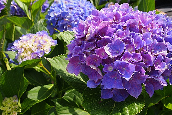 My Hydrangeas Are So Blue & A Cute Little Garden Project - A Cultivated ...