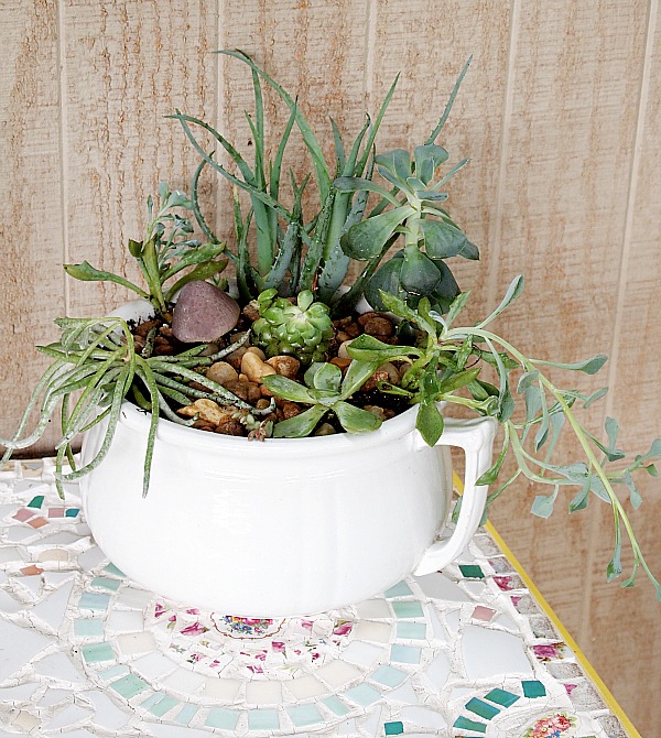 A Cultivated Nest:succulent garden in a vintage chamber pot