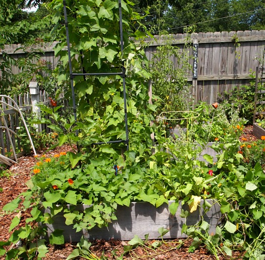 Photos Of My Vegetable Garden - July - A Cultivated Nest