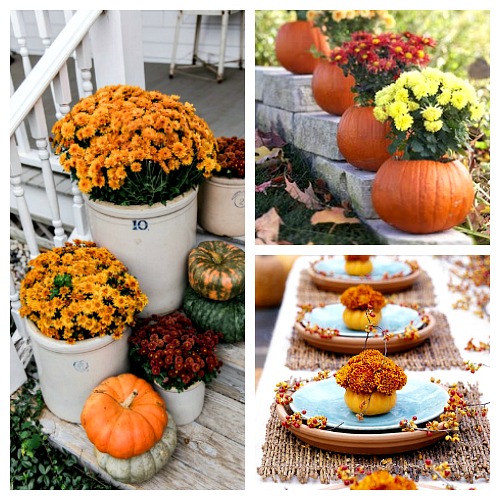 Decorating With Mums - Mums are the perfect flower to decorate your home for fall! If you're looking for some pretty fall mum decor inspiration, you have to check out these great ideas! | autumn decor, fall flowers, #flowers #decor #fall #autumn #decorating #mums #chrysanthemums