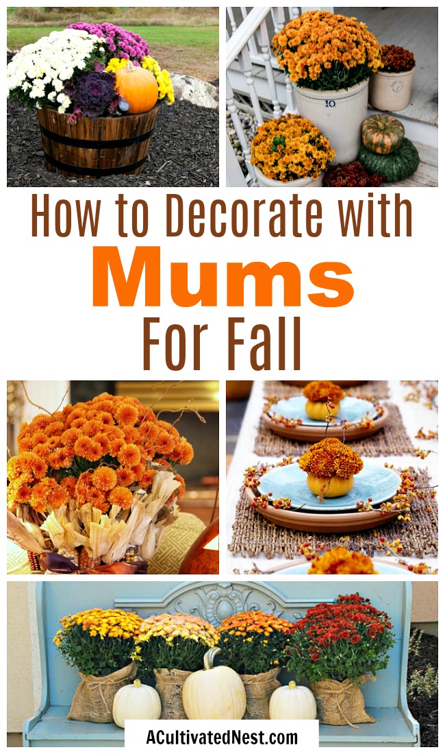 Decorating with Mums for Fall- There are so many fun ways to decorate for fall using mums. For some creative inspiration, check out these ideas for decorating with mums! | floral decoration, floral decor, easy ways to decorate your home for fall #fall #decor #autumn #flowers #mums #chrysanthemums #decorating #ACultivated Nest