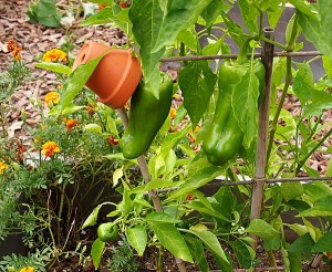 How to grow bell peppers