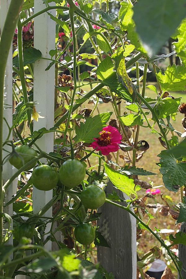 black cherry heirloom tomato plant