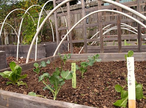 Extending My Harvest By Planting A Fall Vegetable Garden - A Cultivated ...