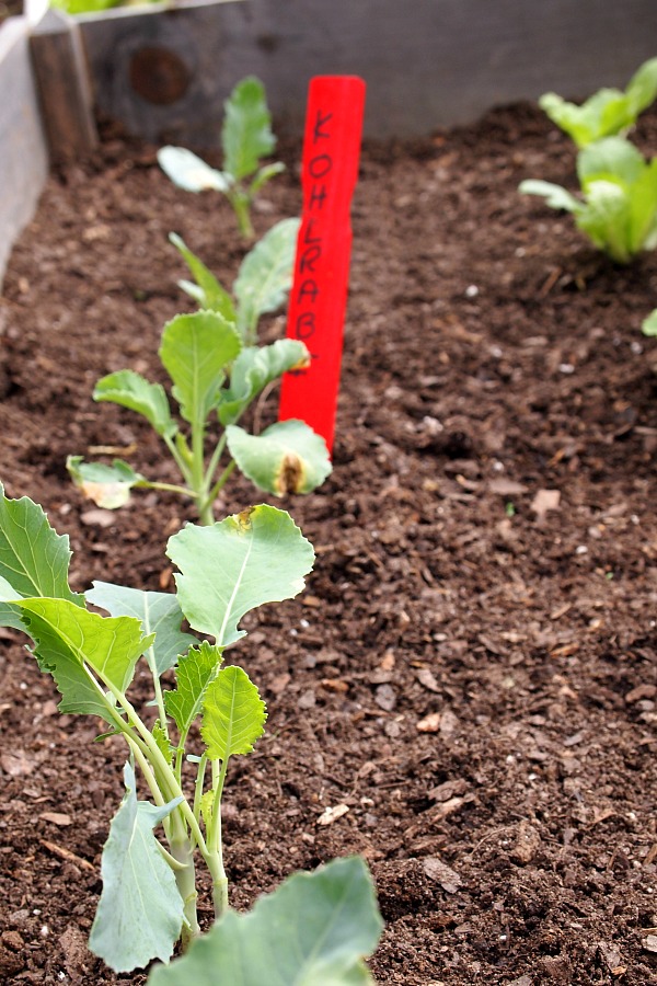 kohlrabi planted in a raised bed