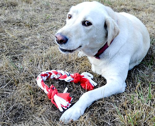 15DIYs that Use Old T-Shirts- If you have some old shirts you love but don't wear anymore, give them a second life with these fun ways to upcycle and restyle T-shirts! | repurpose shirts, DIY projects using shirts, dog toy made out of a shirt, shirt rag rug, shirt restyle ideas #DIY #upcycling #restyleTShirts #repurposing #ACultivatedNest