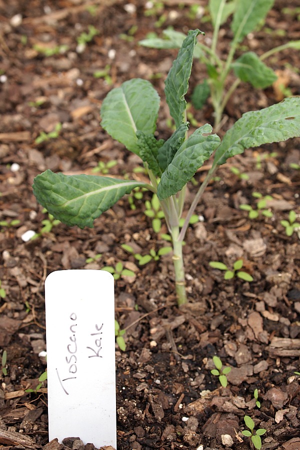 Toscano kale seedling