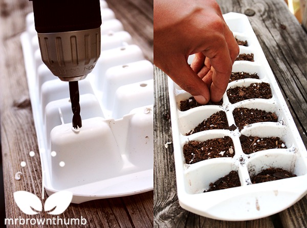 10 Repurposed Seed Starting Tray Ideas- Ice Cube Tray- Start your seeds the frugal way with these 10 DIY upcycled seed starting containers! So many inexpensive everyday items can make great seed starters! | DIY seed starting container hacks, how to start seeds, frugal gardening, save money on gardening, gardening tips, upcycled seed starting containers, gardening hacks #gardening #seedStarting #ACultivatedNest