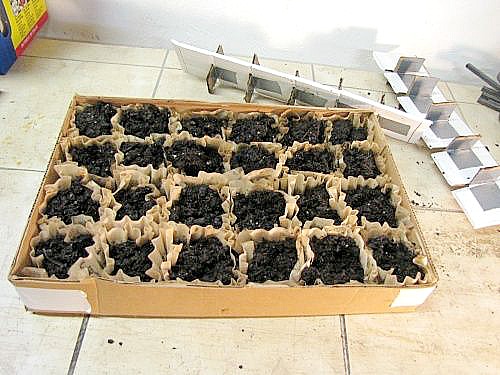 Plant Starting Tray or Seed Starting Tray with a Muffin Pan