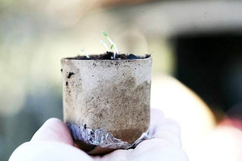 10 Upcycled Seed Starting Containers- Toilet Paper Roll- Start your seeds the frugal way with these 10 DIY upcycled seed starting containers! So many inexpensive everyday items can make great seed starters! | DIY seed starting container hacks, how to start seeds, frugal gardening, save money on gardening, gardening tips, upcycled seed starting containers, gardening hacks #gardening #seedStarting #ACultivatedNest