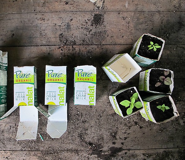 10 DIY Seed Starting Ideas- Milk Cartons- Start your seeds the frugal way with these 10 DIY upcycled seed starting containers! So many inexpensive everyday items can make great seed starters! | DIY seed starting container hacks, how to start seeds, frugal gardening, save money on gardening, gardening tips, upcycled seed starting containers, gardening hacks #gardening #seedStarting #ACultivatedNest