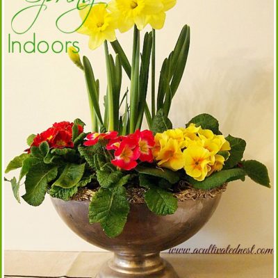 Bring spring indoors by potting up some spring blooming flowers