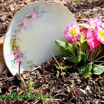 potted primrose with flowered plate