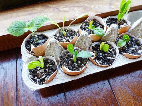 6 ways to make seedling containers to start your plants