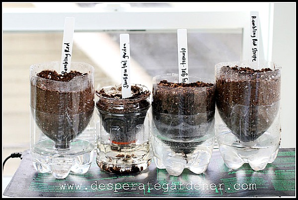 10 Upcycled Seed Starting Container Ideas- Self Watering Plastic Bottles- Start your seeds the frugal way with these 10 DIY upcycled seed starting containers! So many inexpensive everyday items can make great seed starters! | DIY seed starting container hacks, how to start seeds, frugal gardening, save money on gardening, gardening tips, upcycled seed starting containers, gardening hacks #gardening #seedStarting #ACultivatedNest