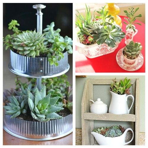 11 Beautiful Ways to Decorate With Succulents- Because succulents come in so many different shapes, sizes and colors, it's easy to decorate with them! For some clever ways to incorporate them in your home's decor, take a look at these indoor succulent container ideas! | #succulents #decorating #housePlants #indoorGardening #ACultivatedNest