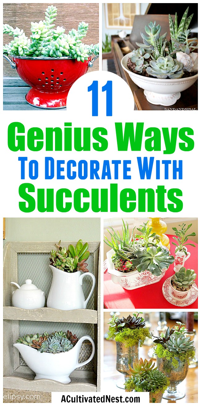 11 Beautiful Ways to Decorate With Succulents- Because succulents come in so many different shapes, sizes and colors, it's easy to decorate with them! For some clever ways to incorporate them in your home's decor, take a look at these indoor succulent container ideas! | #succulents #decorating #housePlants #indoorGardening #plants #decor