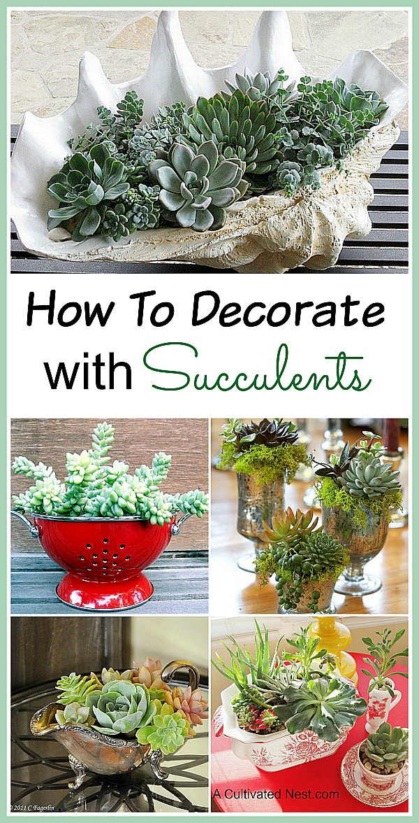 Succulent Container Ideas for Your Home