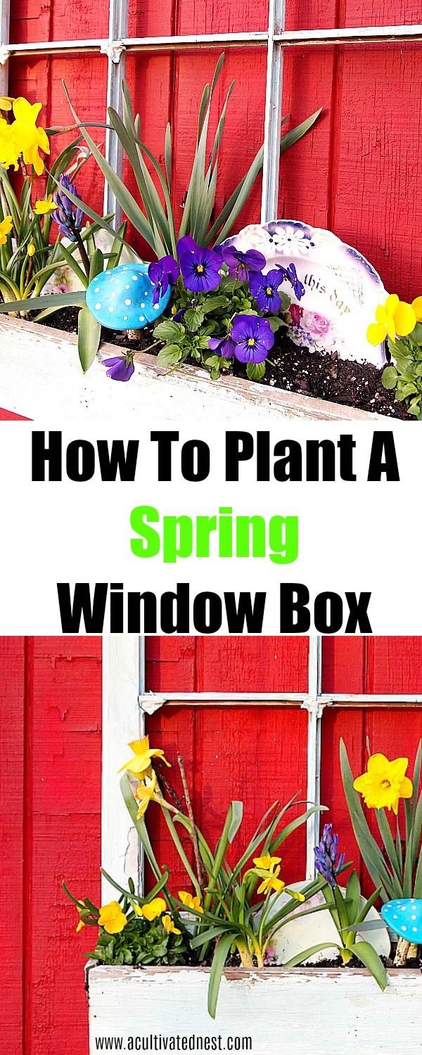 How To Plant A Spring Window Box- So pretty! Tips for plant a spring window box and adding whimsical elements like vintage plates! Spring window box ideas, spring gardening #spring #springgardening #windowbox #acultivatednest