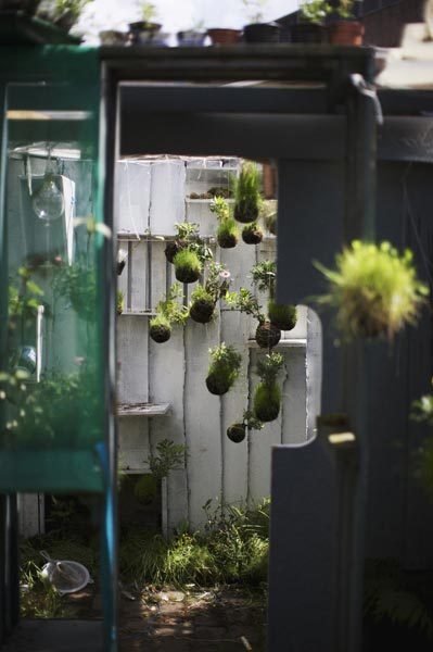 10 DIY Hanging Moss Ball Gardens- For a different kind of indoor garden, you should check out these DIY kokedama (hanging moss ball planters)! They're easy to make, and look beautiful! | #indoorGarden #gardening #garden #gardenIdeas #ACultivatedNest