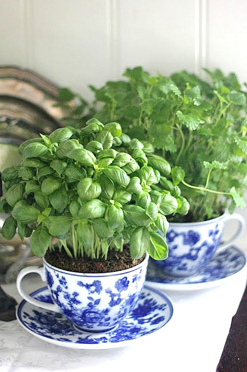 Mini herb gardens in teacups! 9 Cute DIY Teacup Gardens - Add some whimsy to your decor! Turn old teacups into charming mini gardens! Fairy gardens, teacup gardens, miniature gardens, gardening ideas, creative gardening ideas #diygardening #fairygardens #minigardens #gardening #diygiftideas #acultivatednest