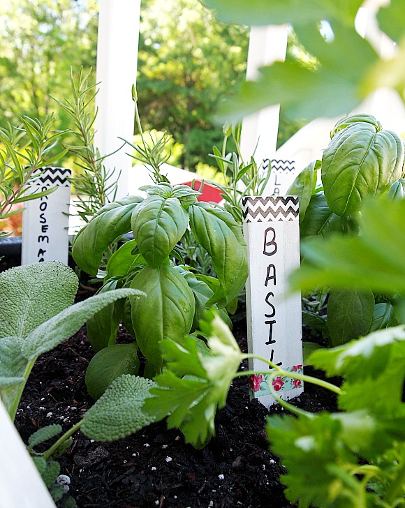 basil planted in a container garden