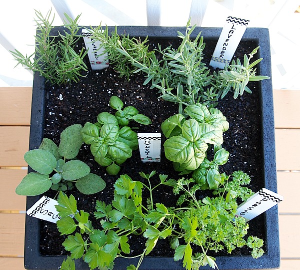 Tips for Plant A Container Herb Garden