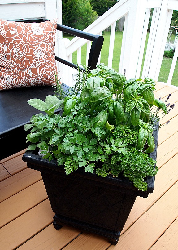 potted herb plants