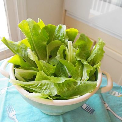 fresh picked lettuce