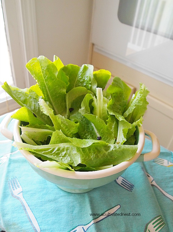 fresh picked lettuce