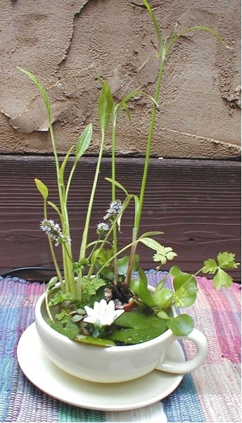 DIY mini pond in a teacup! 9 Cute DIY Teacup Gardens - Add some whimsy to your decor! Turn old teacups into charming mini gardens! Fairy gardens, teacup gardens, miniature gardens, gardening ideas, creative gardening ideas #diygardening #fairygardens #minigardens #gardening #diygiftideas #acultivatednest