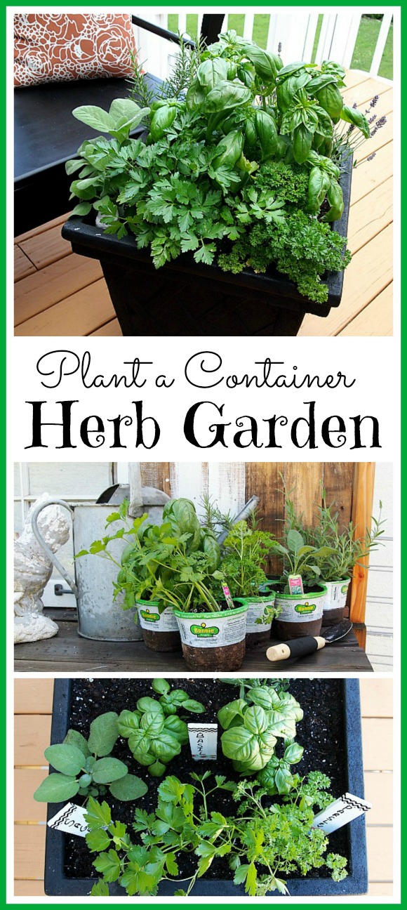  Fresh herbs growing in a container garden