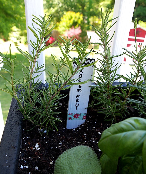 rosemary planted in a container herb garden