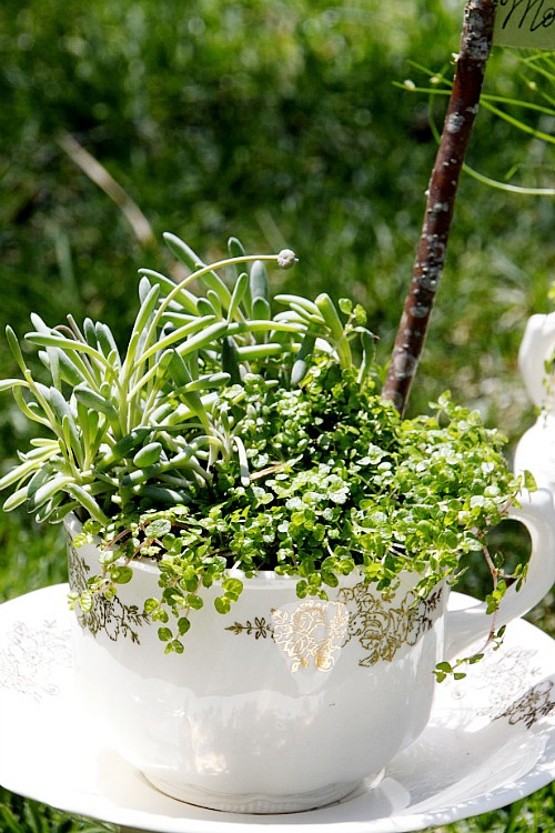 9 Cute DIY Teacup Gardens - Add some whimsy to your decor! Turn old teacups into charming mini gardens! Fairy gardens, teacup gardens, miniature gardens, gardening ideas, creative gardening ideas #diygardening #fairygardens #minigardens #gardening #diygiftideas #acultivatednest