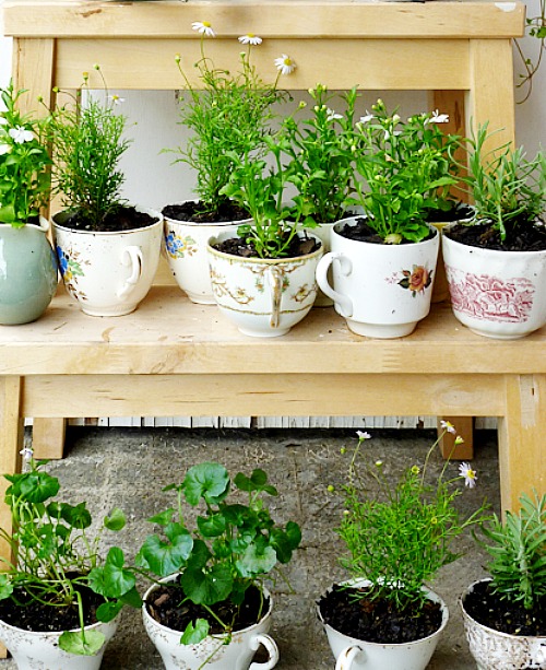 Tea cup herb garden