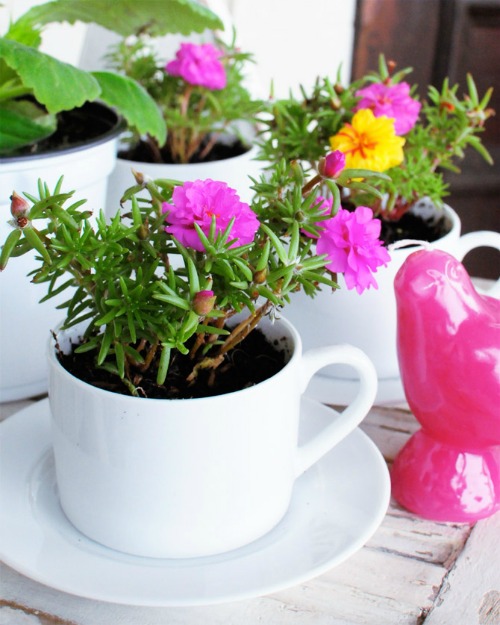 9 Cute Tea Cup Gardens - A Cultivated Nest