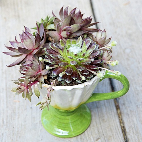 succulents planted in a tea cup