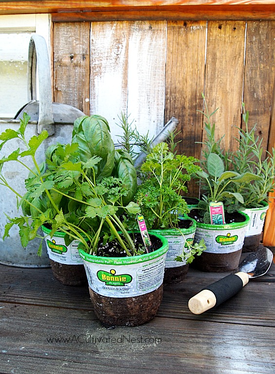 Using transplants for a container herb garden