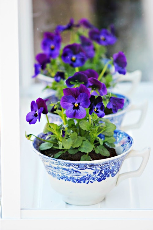 9 Cute DIY Teacup Gardens - Add some whimsy to your decor! Turn old teacups into charming mini gardens! Fairy gardens, teacup gardens, miniature gardens, gardening ideas, creative gardening ideas #diygardening #fairygardens #minigardens #gardening #diygiftideas #acultivatednest