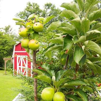 Columnar apple trees are great for balconies, patios or urban gardens where you don't have room to plant a tree in the ground.