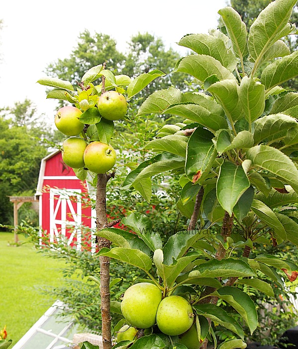Apple Trees That Grow In Pots! Columnar apple trees are great for balconies, patios or urban gardens where you don't have room to plant a tree in the ground.