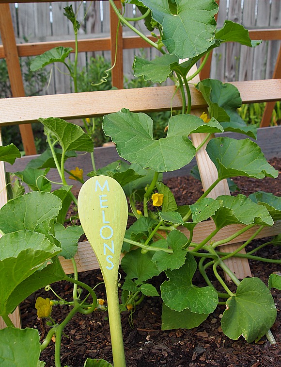 DIY wooden spoon plant marker