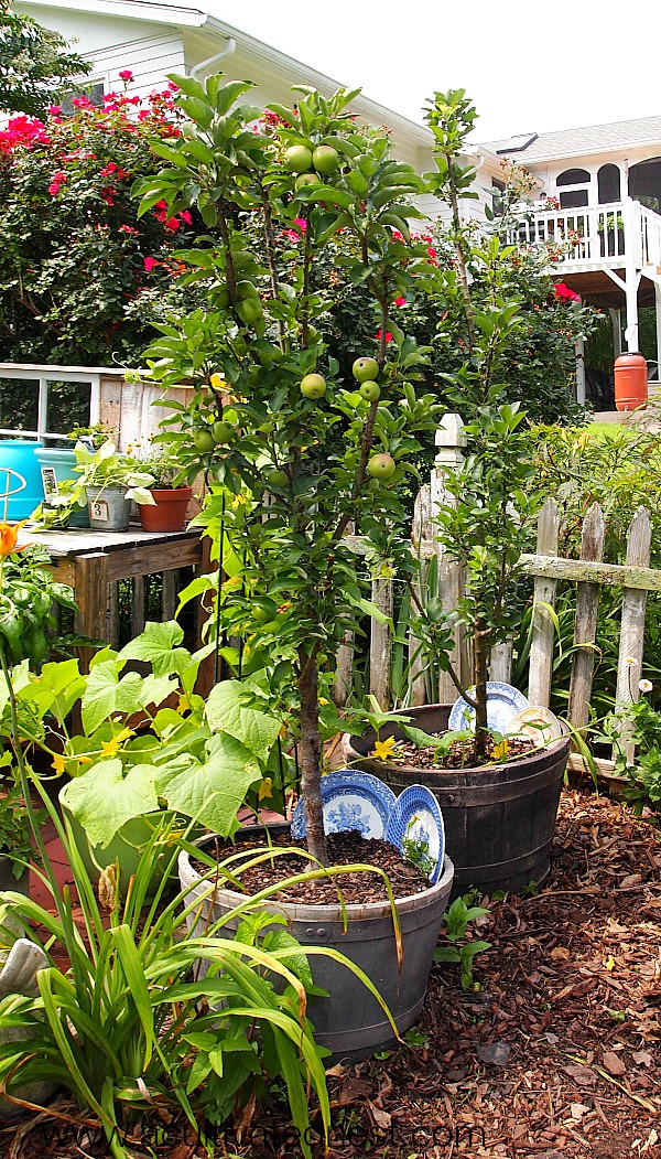 Apple tree in deals pot