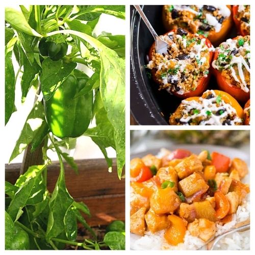 How To Grow Bell Peppers and 10 Delicious Bell Pepper Recipes- Save money by learning how to grow bell peppers in your own garden, then cook them up in one of these delicious bell pepper recipes! | how to use up extra bell peppers, bell pepper growing tips, #bellPeppers #gardeningTips #recipes #dinnerRecipes #ACultivatedNest