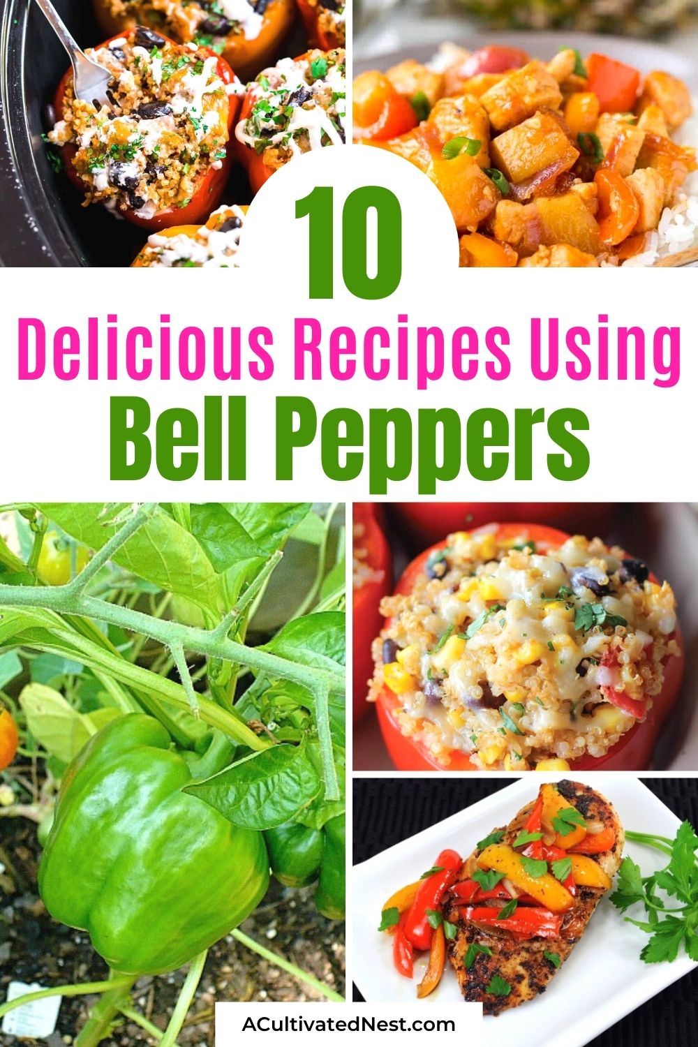 How To Grow Bell Peppers and 10 Delicious Bell Pepper Recipes- You can save money on your groceries by learning how to grow bell peppers in your own garden. Then make something tasty with your homegrown bell peppers with one of these delicious bell pepper recipes! | how to use up extra bell peppers, bell pepper growing tips, #gardening #gardeningTips #recipes #dinnerRecipes #ACultivatedNest