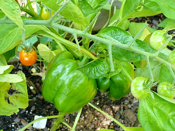 Frugal Vegetables Your Grandma Used to Grow in Her Garden- Bell peppers. | #backyardGarden #saveMoney #frugal #growYourOwn #vegetables #frugalLiving #moneySaving #moneySavingTips #gardening #garden