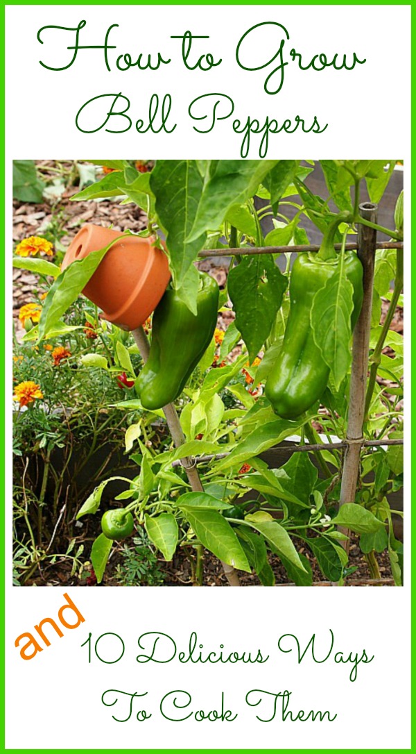 How To Grow Bell Peppers and 10 Delicious Bell Pepper Recipes- Stop spending money on pricey grocery store bell peppers, and learn how to grow bell peppers in your own garden! Then make something tasty with your bell peppers with one of these delicious bell pepper recipes! | how to use up extra bell peppers, bell pepper growing tips, #bellPepperGardening #gardeningTips #recipes #dinnerRecipes #ACultivatedNest